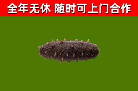平桥区回收海参干